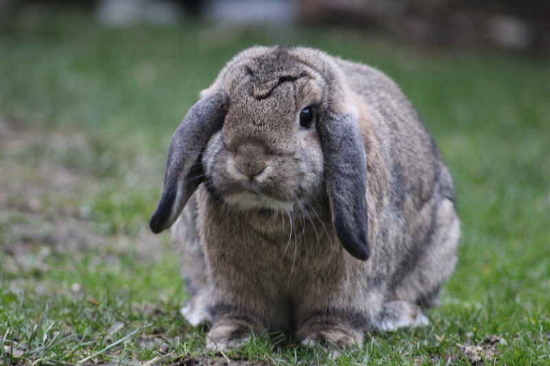 animal, animal nose, focus on foreground, day, nrabbit, no people, easter, fur, furry, 5K, nature, rabbit - animal, animals in the wild, pet, rodent, mammal
