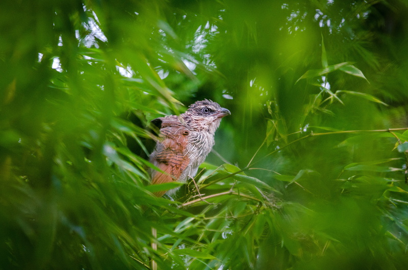 animal themes, animal wildlife, leaves, white, animal, superciliosus, perching, feather, animals In The Wild, photos, coucal, Bird, day, outdoors, beak