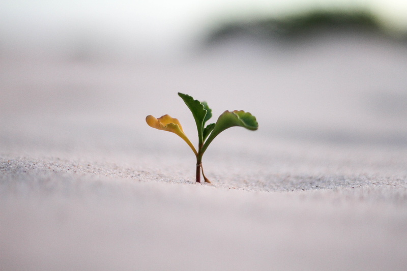 plant, close-up, dirt, beauty in nature, growth, winter, small, selective focus, photo, outdoors, sand, nature, ground, environment, beginnings, freshness