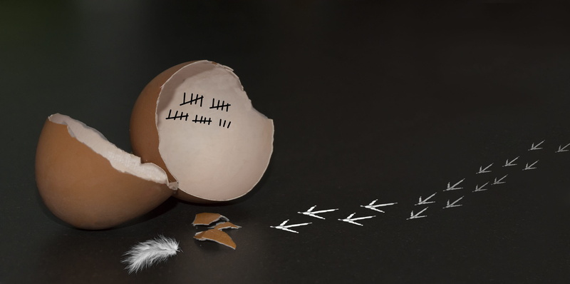 broken, count, still life, creativity, wellbeing, departure, horizontal, think, black background, western script, animal, text, no people, creation, healthy eating