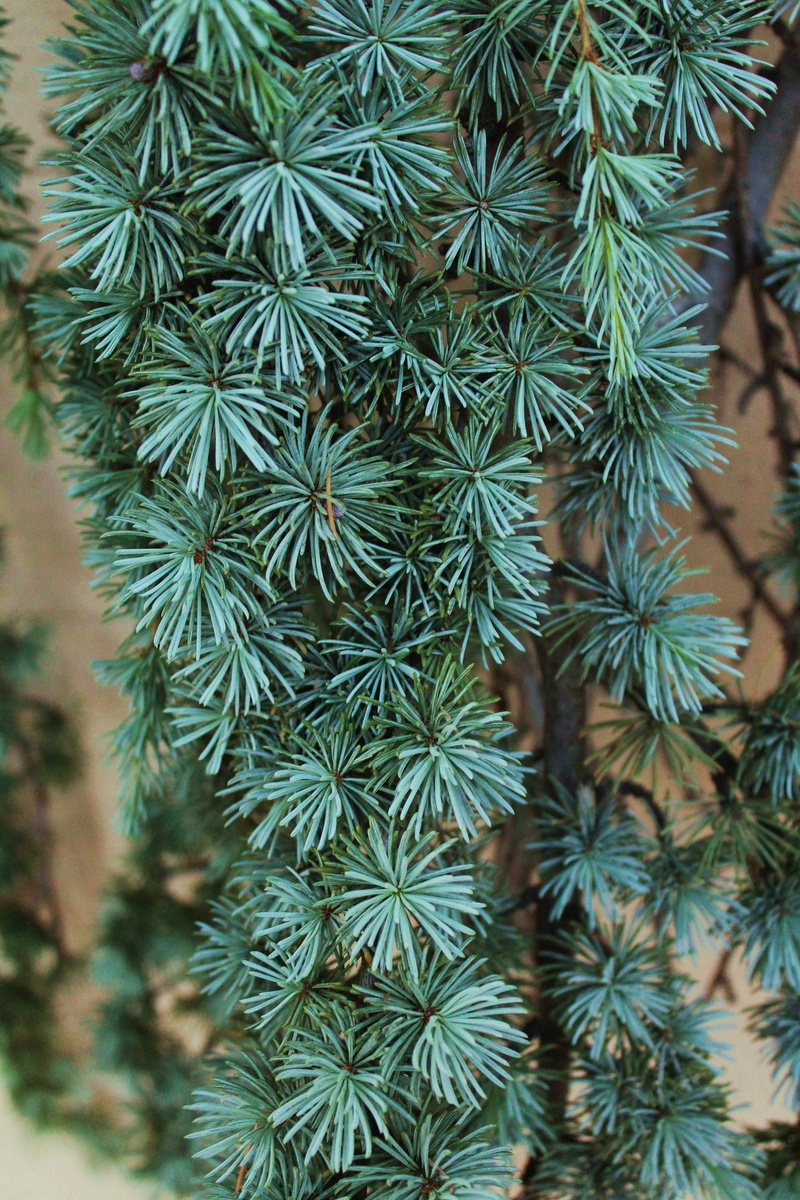 pinaceae, creative landscaping ideas, focus on foreground, new mexico, evergreen, coniferous tree, pine needles, tree, beauty in nature, green, no people
