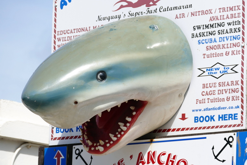 big, danger, travel, adventure, economy, ocean, nature, sealife, outdoors, Fish, Dangerous, fear, Shark, undersea, non-western script, reef, blue, script