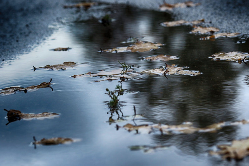 selective focus, 5K, water, animal, animal themes, flock of birds, day, large group of animals, bird, lake, vertebrate, floating on water, nature, tranquility