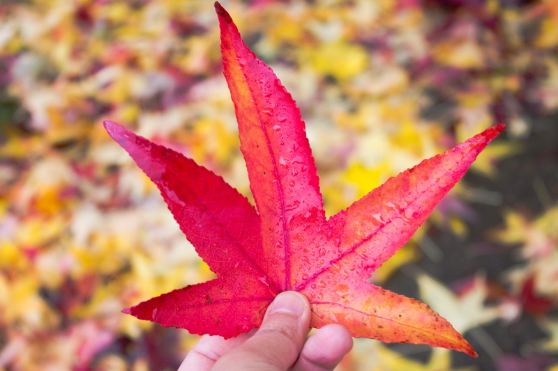 outdoor, millennial, change, day, 5K, body part, autumn, maple leaf, outdoors, plant part, holding a leaf, one person, red, leaves, thanksgiving, leaf