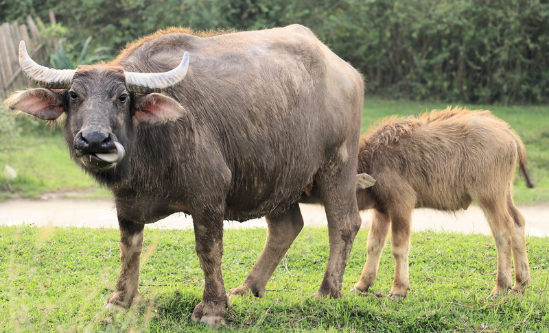 mammal, group of animals, plant, domestic animals, field, pets, viet nam, no people, horned, animal wildlife, nature, livestock, outdoors, grass, standing