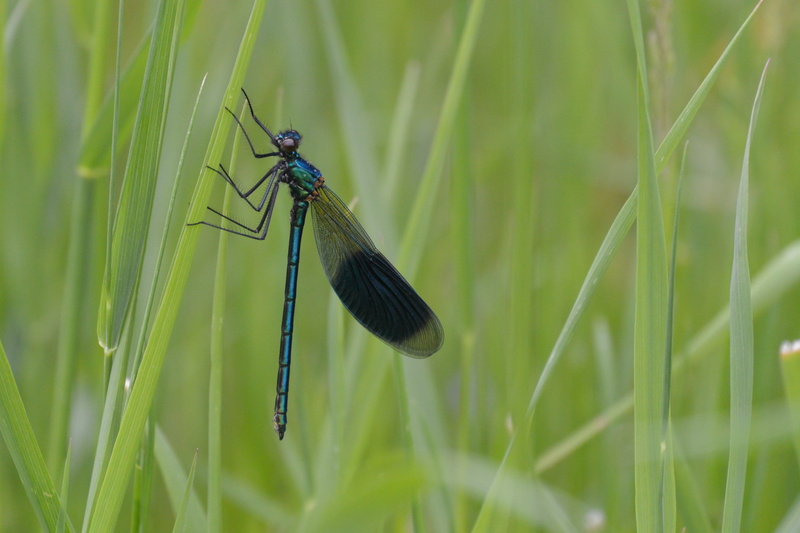 resting, damselfly, herb, one animal, wildlife, invertebrate, pausing, green color, summer, dragonfly, pause, selective focus, grass, day, animal wildlife
