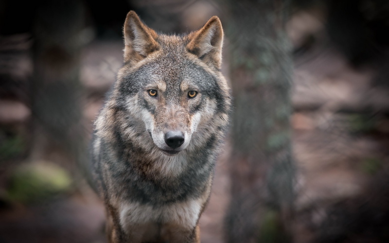 Bokeh, black, Gray, 2K, Wolf, Predator, Portrait