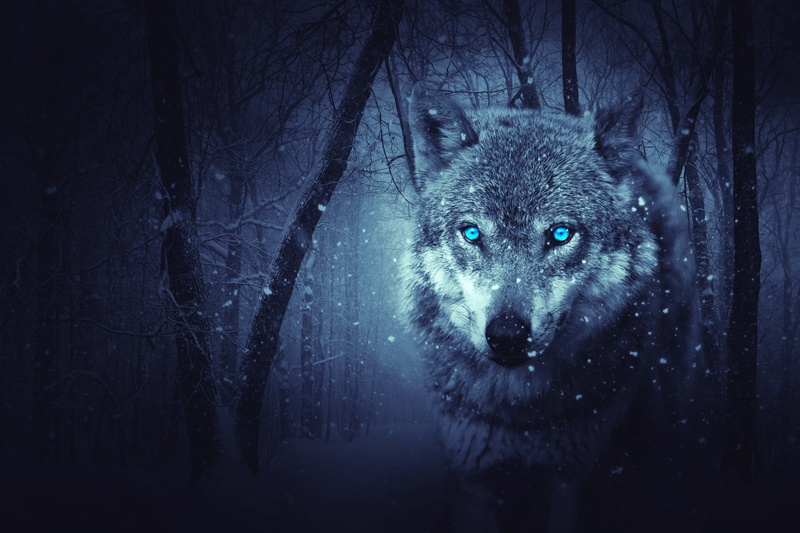 predator, land, blue, snowing, fur, art, cold temperature, plant, animal head, snow, animal themes, animal Eye, arctic, cute, woodland, cold - Temperature