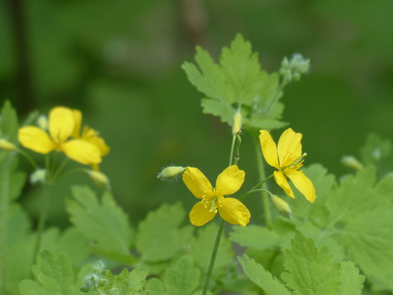 green color, greater celandine, buttercup like, chelidonium majus, papaveraceae, 4K, bloom, flower, leaf, close-up, blossom, chelidonium, growth, flower head