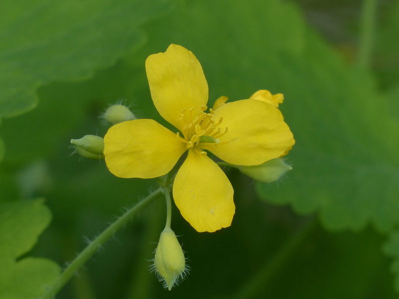 nature, papaveroideae, Blossom, vulnerability, papaveraceae, petal, focus on foreground, springtime, flower head, close-up, Bloom, buttercup like, 4K