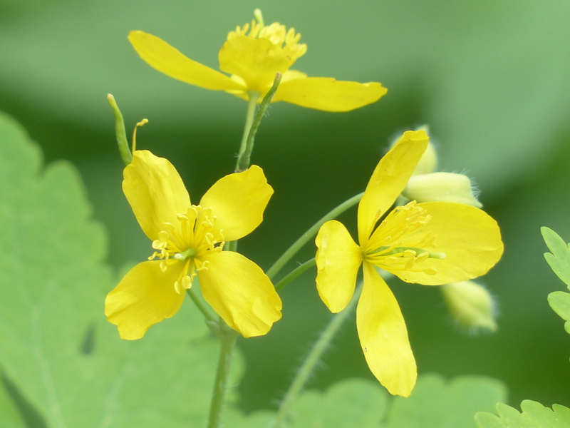 freshness, fragility, 4K, focus on foreground, plant, flower head, beauty in nature, greater celandine, no people, papaveraceae, outdoors, plant stem