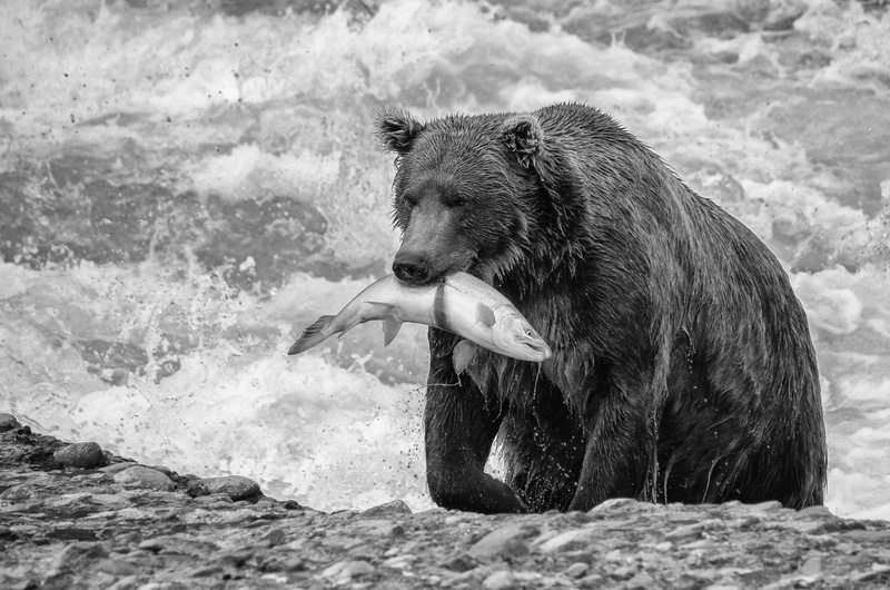 rock, riverside, seawave, pentax, fish, day, one animal, aggression, no people, salmon prey, black and white, river, splashing, nature, outdoors, 4K, hunt