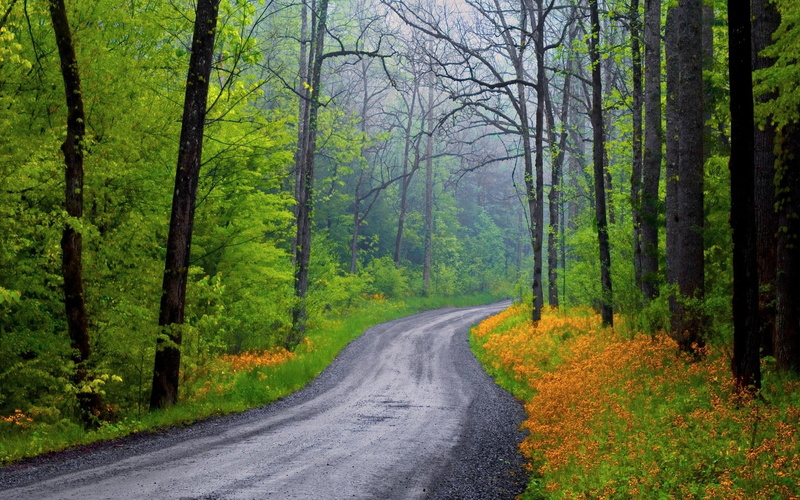 forest, 3d and abstract, autumn, 1080P, road, country, village, spring