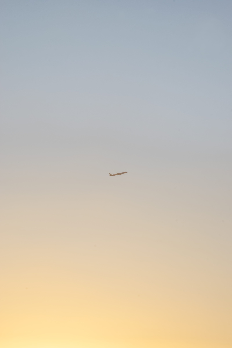 mid-air, sky, scenics - nature, animal themes, sunset, colour, no people, one animal, clear sky, nature, wonderful, vertebrate, outdoors, animal wildlife