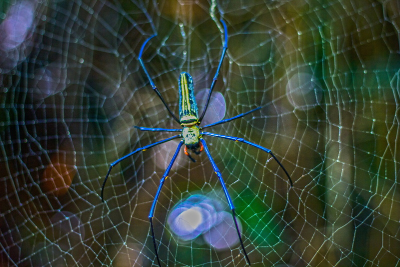 animals in the wild, animal body part, no people, arthropod, rain forest, vulnerability, focus on foreground, waterfall fat, 5K, embankment, spiderweb