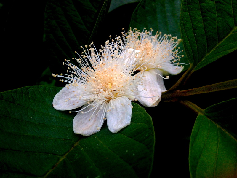 petal, inflorescence, pollen, close-up, white color, vulnerability, fragility, trees, flower, flowers, outdoors, growth, leaf, no people, wthite, spring