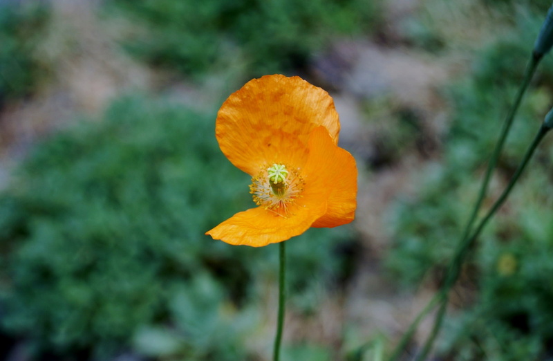 focus on foreground, lonely, plant, imperfection, bloom, focus, red weed, freshness, imperfect, beauty in nature, flower, orange color, pollen, nature