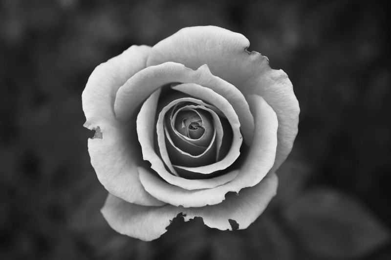bloom, no people, petals, beauty in nature, fragility, spiral, close-up, nature, love, blossom, softness, rose - flower, plant, close up view, day, focus on foreground