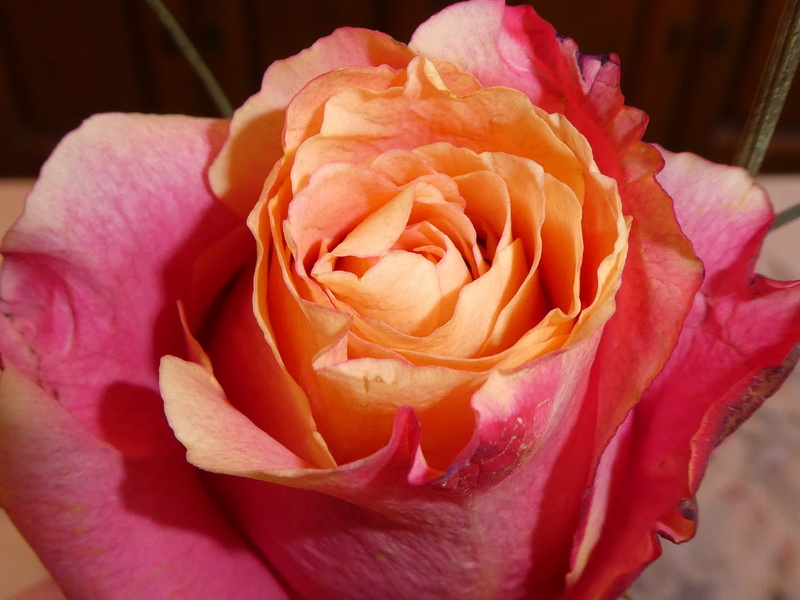 softness, pink color, rose - flower, petal, focus on foreground, plant, close-up, ugly, growth, imperfect, soft focus, beauty in nature, fragility, no people