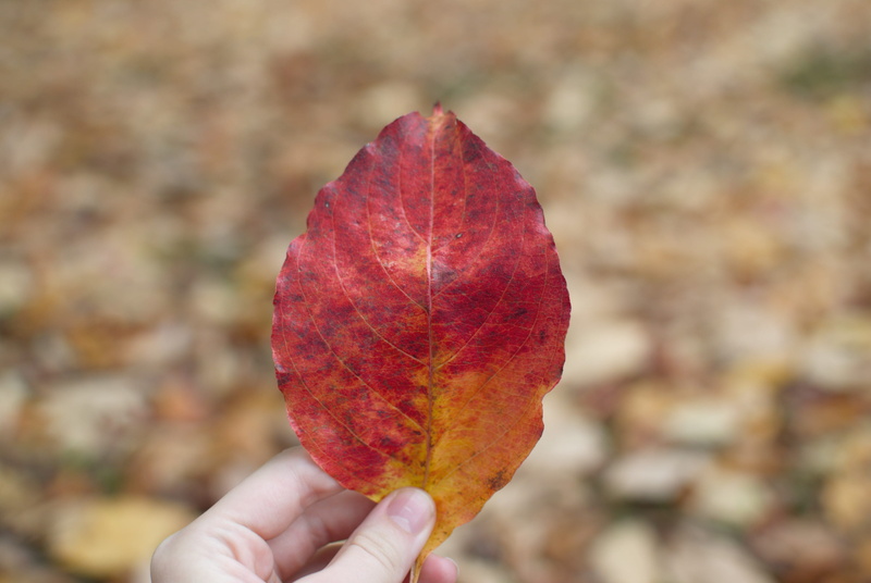 plant part, hold, autumn collection, leaf, holding, finger, fall, human limb, wingfoot lake state park, body part, united states, human finger, focus on foreground