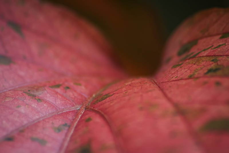 flower, maroon, symmetry, full frame, autumn, tree, fragility, vulnerability, maple leaf, clean, nature, plant, natural, haiti, close-up, minimalism