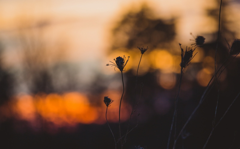 no people, freshness, bokeh, wilted plant, outdoors, Vintage, Plants, field, flowering plant, flowers, Silhouette, focus on foreground, vulnerability, petaled