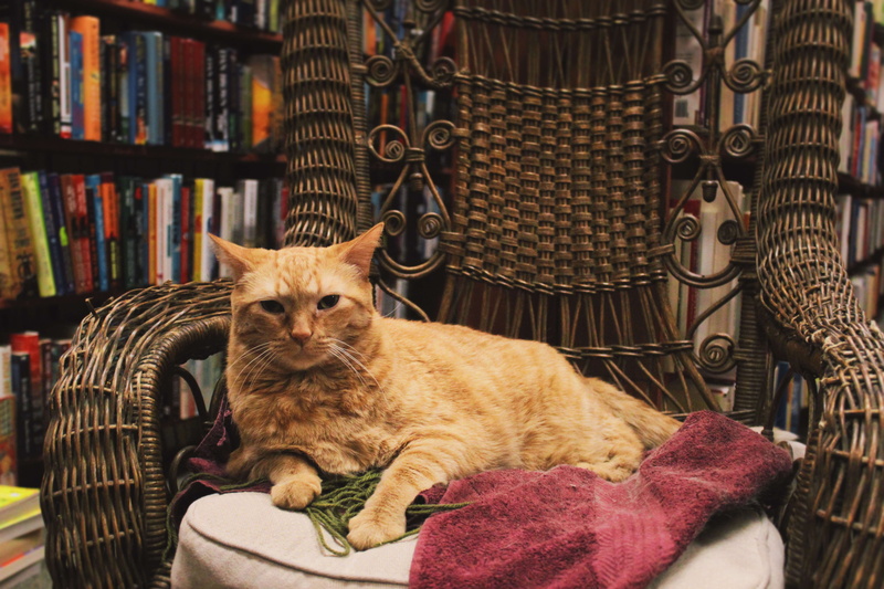 whisker, domestic, cat, vertebrate, sitting, home interior, animal, no people, one animal, domestic cat, united states, looking at camera, downtown books bought and sold