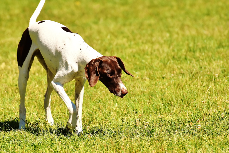 Dog, pointer, plant, pets, Race, hound, focus on foreground, domestic Animals, mammal, sunlight, no people, green color, Left Out, land, outdoors, Play