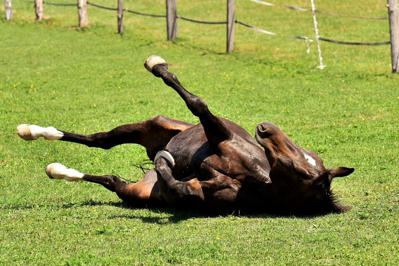 group of animals, relaxation, growth, 4K, domestic animals, sunlight, no people, day, paddock, sport, rolling, meadow, play, land, green color, nature