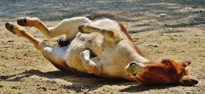 relaxation, sunlight, beach, land, resting, animal, animal themes, funny, two animals, play, nature, donkey, white, left out, mammal, hoof, focus on foreground