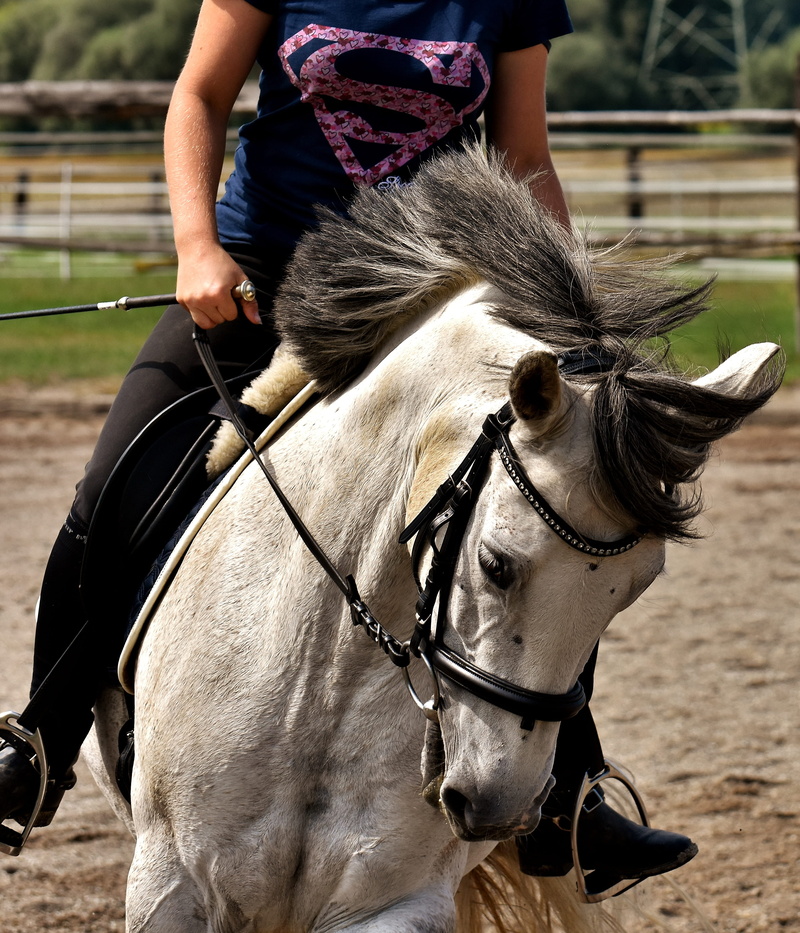 animal wildlife, one person, field, working animal, pony, real people, funny, day, coupling, play, mold, one animal, bridle, lifestyles, mammal, domestic
