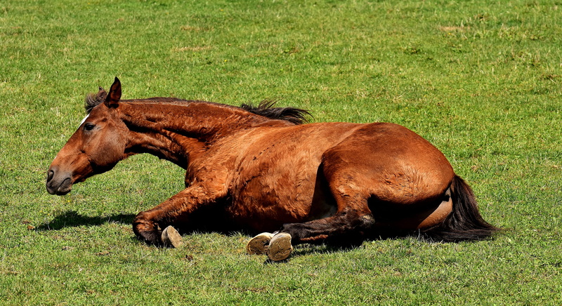 rolling, domestic, left out, one animal, herbivorous, no people, paddock, brown, meadow, animal themes, plant, mammal, play, nature, 4K, funny, day, grass