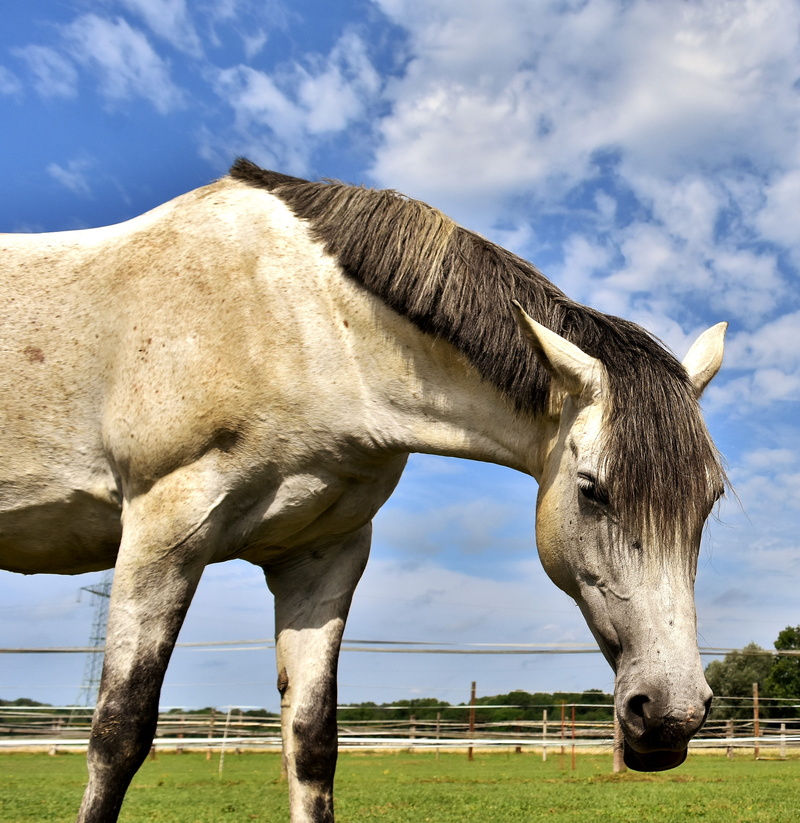 left out, land, domestic animals, herbivorous, nature, field, no people, horse, sky, pony, animal head, animal, livestock, ranch, vertebrate, coupling