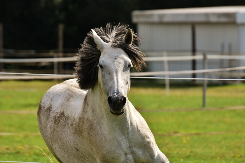 love for animals, livestock, animal themes, 5K, coupling, one animal, domestic animals, nature, pets, land, pony, focus on foreground, ranch, day, animal wildlife