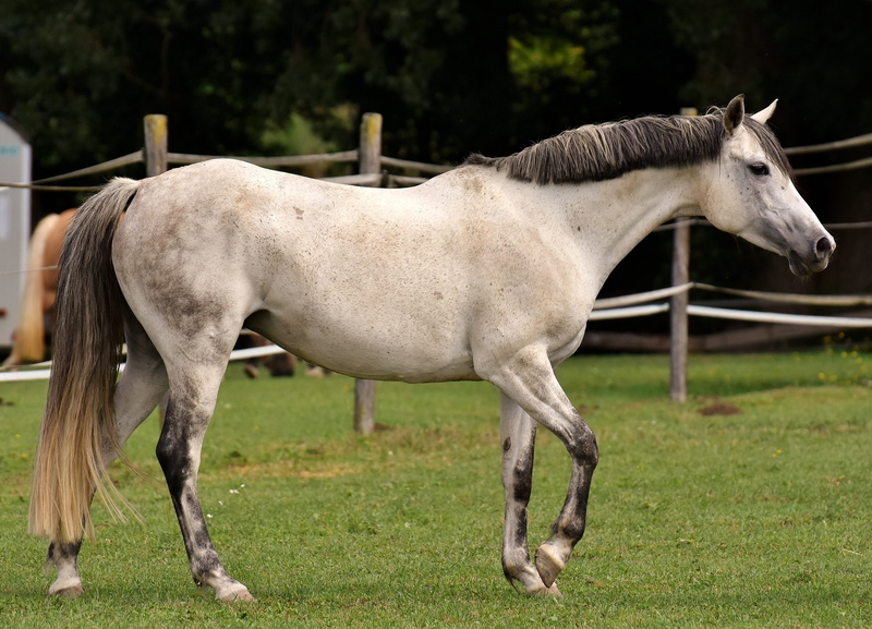 animal wildlife, outdoors, animal themes, mold, day, grass, white, animal, pony, no people, nature, 4K, ranch, horse, vertebrate, paddock, one animal