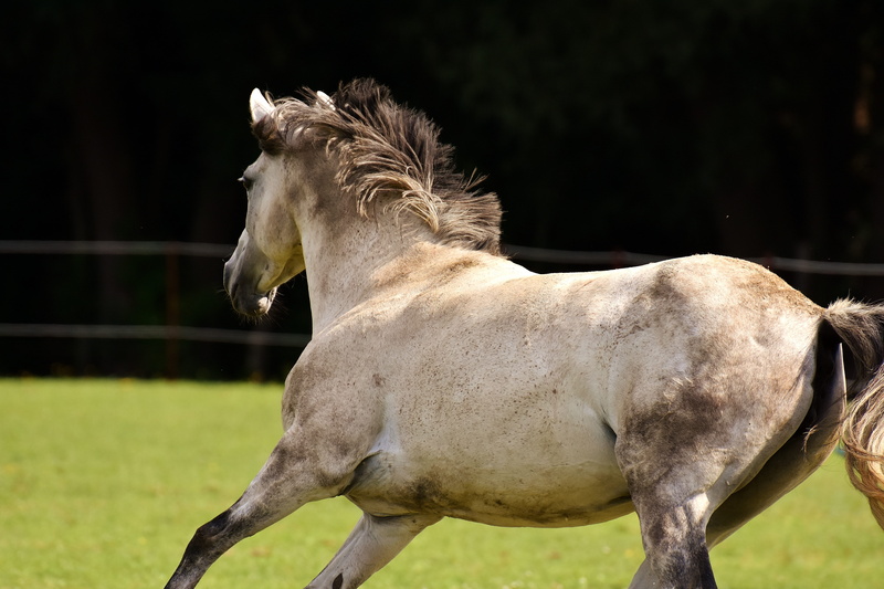 land, no people, coupling, vertebrate, horse, meadow, pets, animal, funny, working animal, herbivorous, love for animals, domestic animals, plant, field