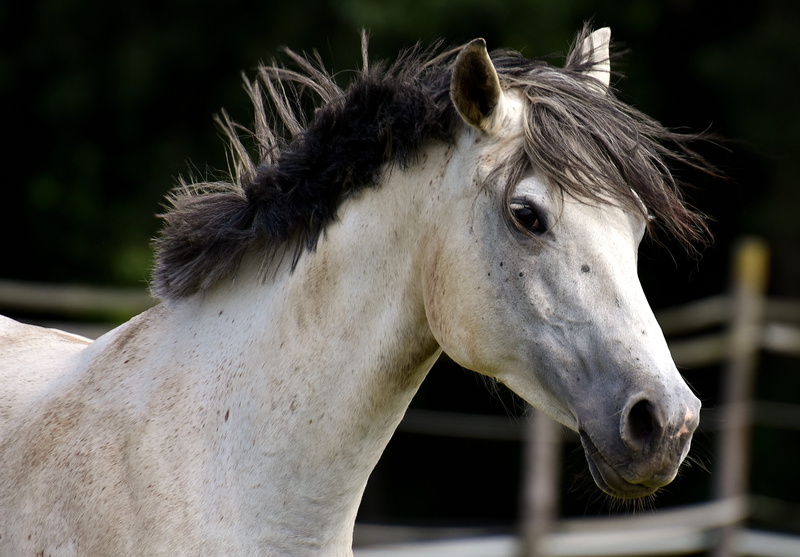 animal themes, meadow, day, white, animal head, herbivorous, close-up, black, mold, outdoors, 4K, vertebrate, domestic animals, domestic, livestock, pony
