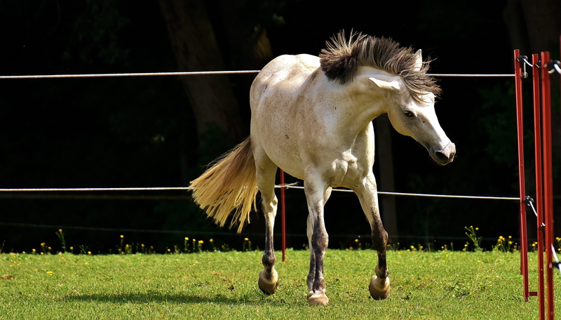 coupling, grass, funny, meadow, play, livestock, one animal, no people, domestic, love for animals, animal themes, nature, plant, vertebrate, animal, mold