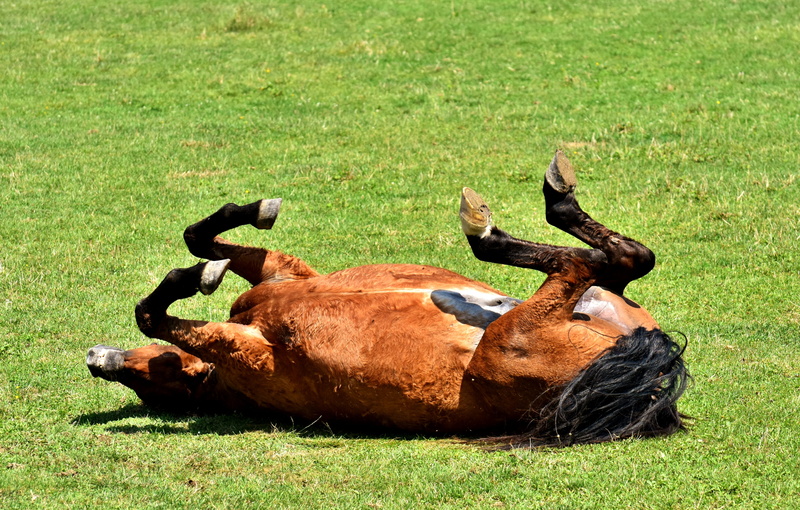 plant, day, grass, horned, coupling, domestic, group of animals, animal wildlife, pets, field, outdoors, relaxation, green color, meadow, left out, mammal