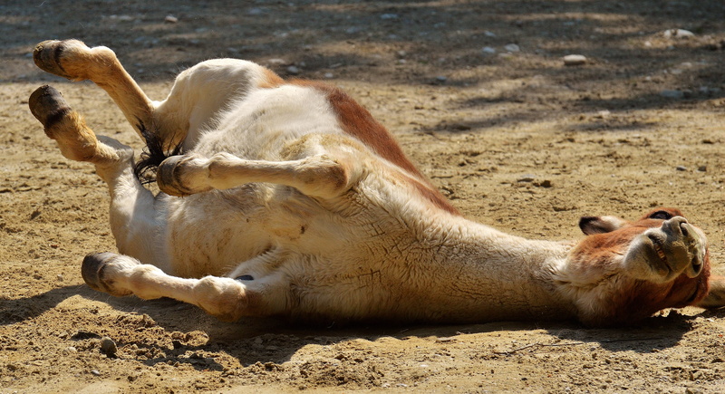 sand, funny, rolling, cute, animal, relaxation, resting, no people, one animal, nature, tierpark hellabrunn, land, donkey, animal themes, left out, sunlight