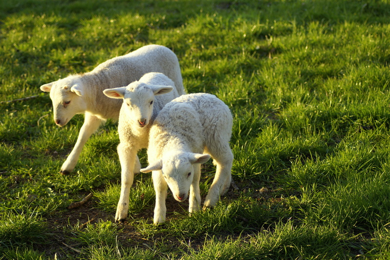 meadow, domestic animals, animal themes, youth, left out, lambs, friends, animal family, livestock, vertebrate, mammal, play, no people, agriculture, field