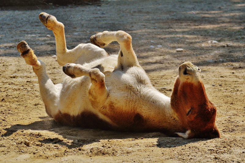 ground, donkey, sunlight, hoof, play, sea, young animal, mammal, cute, left out, funny, day, brown, photo, animal themes, land, wildlife, togetherness