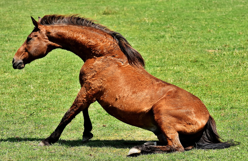 field, sitting, green color, animal wildlife, plant, green, 5K, pets, day, grass, coupling, nature, horse, livestock, herbivorous, side view, brown, land