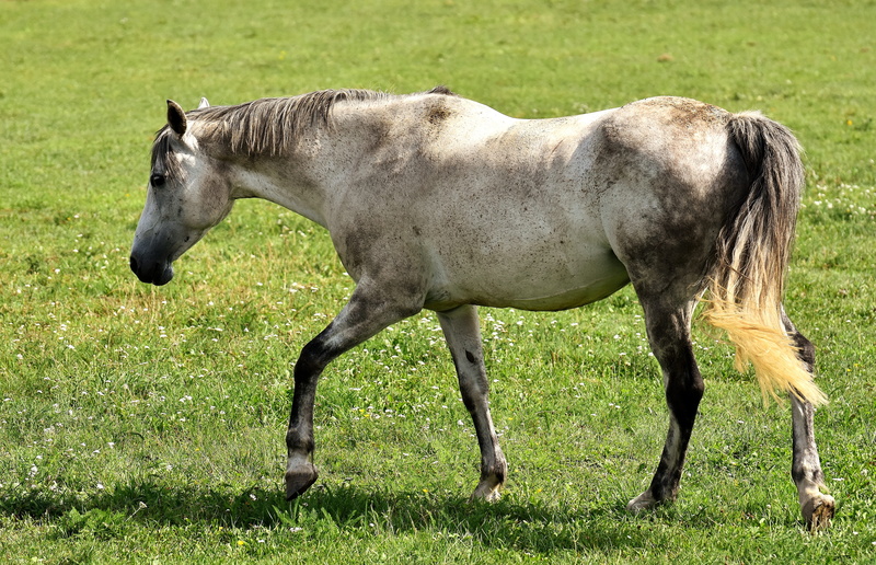 one animal, animal themes, walking, plant, animal wildlife, funny, land, mold, vertebrate, livestock, left out, brown, animal, green color, domestic, horse