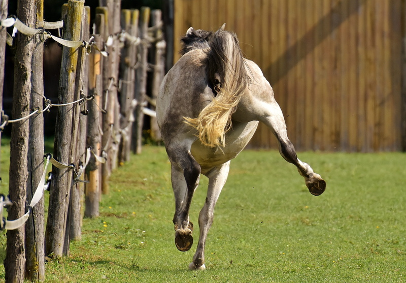 livestock, left out, white, love for animals, no people, vertebrate, nature, outdoors, play, grass, 2K, herbivorous, mammal, pets, pony, day, mold, plant