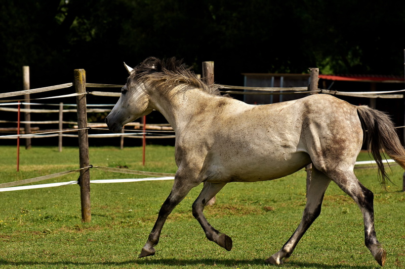 5K, animal pen, ranch, play, love for animals, left out, boundary, mold, working animal, one animal, animal themes, funny, horse, no people, mammal, stable