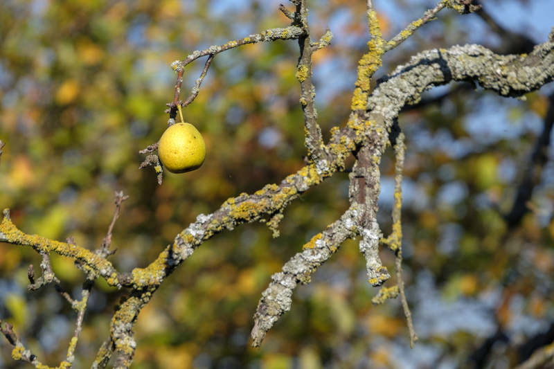yellow, lichen, lonely, healthy eating, healthy, fresh, autumn, food, hanging, fruit, eat, left, day, vitamins, hold out, ripe, nature, no people, selective focus