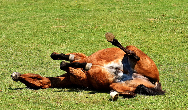meadow, rolling, field, play, pets, animal themes, funny, animal, relaxation, sunlight, day, grass, horse, mammal, domestic animals, no people, domestic