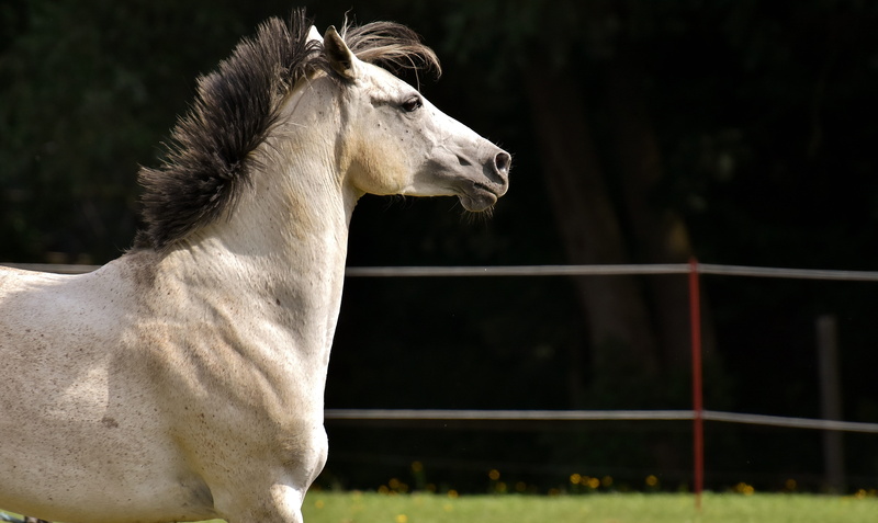 photography, animal wildlife, funny, love for animals, horse, herbivorous, no people, one animal, coupling, animal head, tilt, mammal, animal themes, nature
