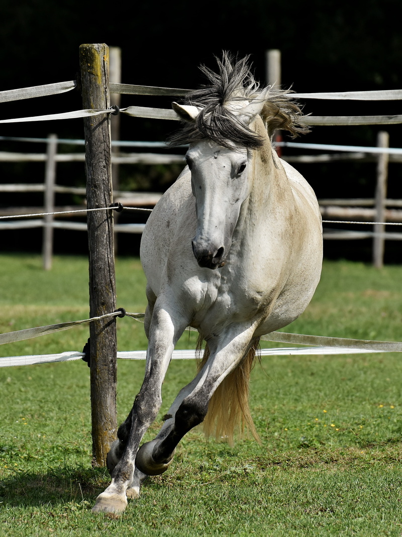 left out, love for animals, ranch, mammal, paddock, one animal, funny, 2K, green, meadow, working animal, livestock, domestic animals, horse, domestic